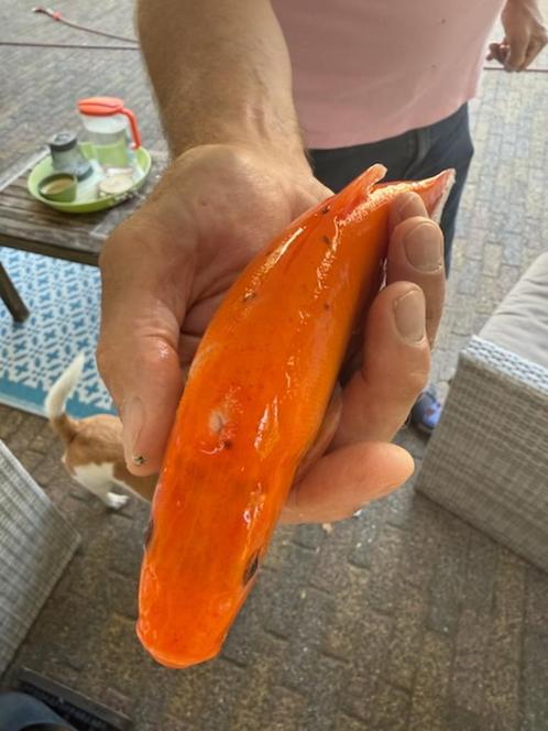 Goudzeelt gezocht, Dieren en Toebehoren, Vissen | Vijvervissen, Baars of Goudwinde