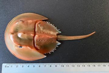 Degenkrab Horseshoe crab krab beschikbaar voor biedingen