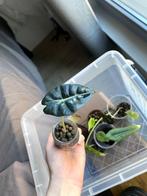 Baby Alocasia Polly, Huis en Inrichting, Kamerplanten, Overige soorten, Minder dan 100 cm, Groene kamerplant, Halfschaduw