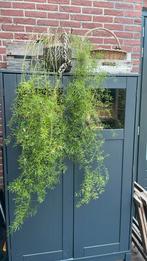 Sierasperge Gratis, Ophalen, Overige soorten