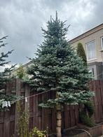 4 bomen gratis afhalen, wel zelf eruit halen., Ophalen of Verzenden, Volle zon, Overige soorten