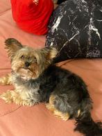 Ik verkoop een hond van 3 jaar oud., Dieren en Toebehoren, Honden | Chihuahua's en Gezelschapshonden, Rabiës (hondsdolheid), Overige rassen