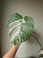 Monstera Albo stek, Ophalen, Halfschaduw, Minder dan 100 cm