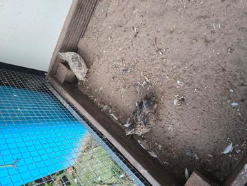 Japanse kwartel hennen beschikbaar voor biedingen