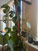 Monstera variegata moederplant 2m hoog, Ophalen, Overige soorten, Halfschaduw, In pot