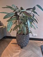 Cthenanthe plant, Huis en Inrichting, Kamerplanten, Ophalen of Verzenden, Halfschaduw, Minder dan 100 cm