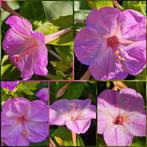 Roze nachtschone zaden, Ophalen of Verzenden, Volle zon, Zaad