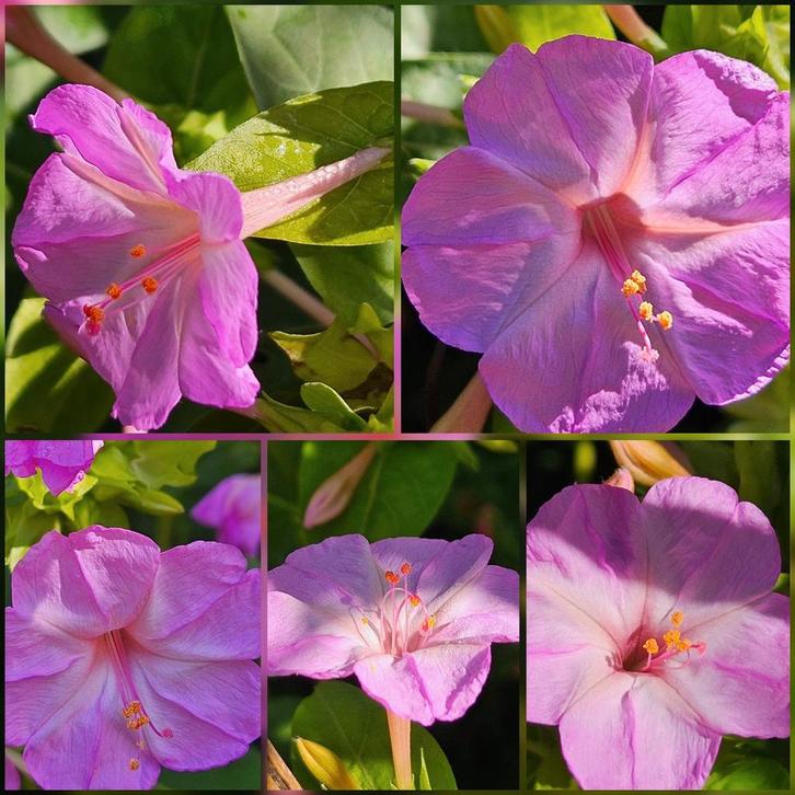 Roze nachtschone zaden, Tuin en Terras, Bloembollen en Zaden, Zaad, Volle zon, Ophalen of Verzenden
