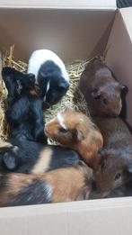 Supermooie lieve setjes cavia broertjes., Januari, Mannelijk, Cavia