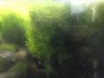 Javamos plus, Dieren en Toebehoren, Vissen | Aquaria en Toebehoren, Ophalen of Verzenden