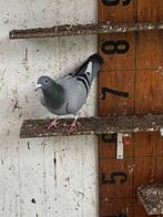 Jonge postduiven van 2025 liefdevol huisje, Dieren en Toebehoren, Vogels | Duiven, Meerdere dieren, Postduif