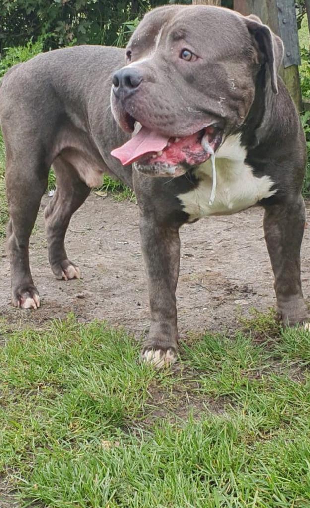 American bully xl reu abkc stamboom, Dieren en Toebehoren, Honden | Bulldogs, Pinschers en Molossers, Reu, Bulldog, Particulier