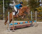 Talentvolle brave 3,5 jarige Ko Kanshebber, Dieren en Toebehoren, Pony's, Merrie, Gechipt, Springpony, Zadelmak