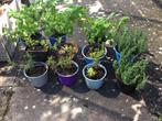 Tuinkruiden biologisch, 12 stuks voor 10,00, Tuin en Terras, Planten | Tuinplanten, Volle zon, Groenteplanten, Eenjarig, Ophalen of Verzenden