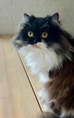 Mooi kat met een lange, zwart-witte vacht, Dieren en Toebehoren, Katten en Kittens | Raskatten | Langhaar, Poes, Ontwormd, 0 tot 2 jaar