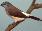 Gezocht Parelhalsamadine, Dieren en Toebehoren, Vogels | Overige Vogels, Meerdere dieren, Tropenvogel, Geringd