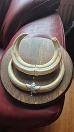 Grote Wrattenzwijn Slagtanden ivoor op Houten Schild, Ophalen of Verzenden, Opgezet dier