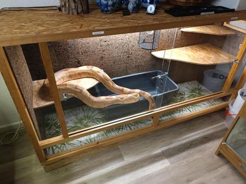 Tekoop 9 boa,s, Dieren en Toebehoren, Reptielen en Amfibieën, Slang, 3 tot 6 jaar, Met terrarium, Tam
