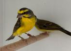 Mozambique sijs - Serinus mozambicus, Dieren en Toebehoren, Vogels | Overige Vogels, Meerdere dieren, Tropenvogel, Geringd