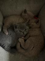 Prachtige Bristse korthaar kittens, Dieren en Toebehoren, Geslacht onbekend, 0 tot 2 jaar