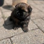 Pomerianan x shih tzu teefje van bijna 1 jaar oud!, Keeshond, 15 weken tot 1 jaar, Teef, Eén hond