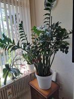 Zamioculcas Zamiifolia / groene stoner, Ophalen, Overige soorten, Minder dan 100 cm