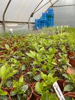 Viburnum Tinus | sneeuwbal | vaste planten, Halfschaduw, Zomer, Vaste plant, Ophalen of Verzenden