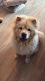 Chow chow pup te koop, Dieren en Toebehoren, Honden | Poolhonden, Keeshonden en Oertypen, België, Particulier, Rabiës (hondsdolheid)