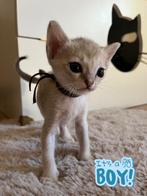 Singapura kittens met stamboom, Dieren en Toebehoren, Katten en Kittens | Raskatten | Langhaar, Meerdere dieren, Met stamboom