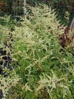 Astilbe braut, Vaste plant, Halfschaduw, Zomer, Ophalen