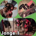 Yorkshire terrier pups biewer/ black and tan pups, Yorkshire Terriër, Rabiës (hondsdolheid), 8 tot 15 weken, Meerdere