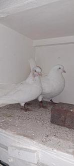 Te koop sierduiven hagenaars vlieg type, Dieren en Toebehoren, Vogels | Duiven, Mannelijk, Overige soorten