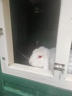 Wit albino konijn, Dieren en Toebehoren, Konijnen, Vrouwelijk, Middelgroot, 3 tot 5 jaar