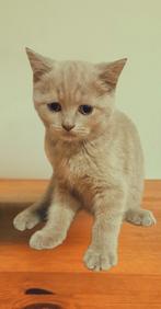 Unieke Lilac BKH kitten – speels en sociaal – 8 weken oud, Dieren en Toebehoren, Katten en Kittens | Raskatten | Korthaar, Poes