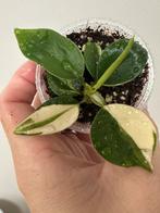 Philodendron cream splash, Ophalen, Halfschaduw, Minder dan 100 cm