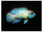 Blauwe Acara "Neon Blue", Dieren en Toebehoren, Vissen | Aquariumvissen, Zoetwatervis, Vis