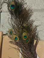 Echte Pauwenveren, Ophalen of Verzenden, Nieuw