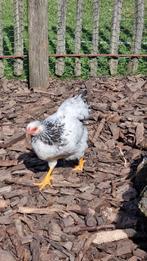Wyandotte kriel 2 hennen 1 haan, Dieren en Toebehoren, Meerdere dieren, Kip