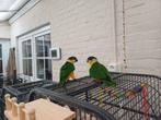Zwartkop Caique's, Dieren en Toebehoren, Vogels | Parkieten en Papegaaien, Meerdere dieren, Papegaai, Geringd