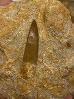 Plesiosaurus tand, Verzamelen, Mineralen en Fossielen, Ophalen of Verzenden, Fossiel