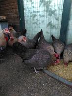 Drentse krielen, Dieren en Toebehoren, Pluimvee, Vrouwelijk, Kip