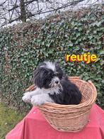 Te koop mooie speelse boomer pups, Parvo, Overige rassen, 8 tot 15 weken, Meerdere