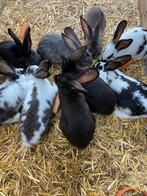 Konijnen Duitse reus x Lotharingen bieden, Dieren en Toebehoren, Konijnen, Meerdere dieren, Groot