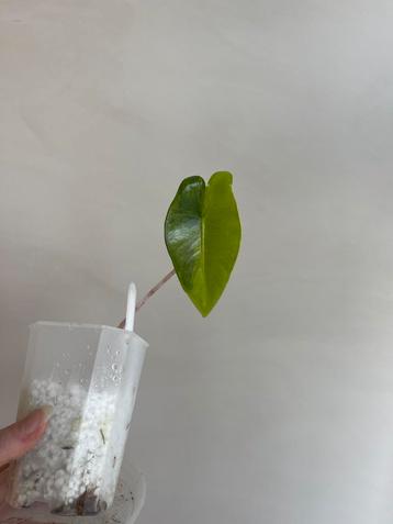 Alocasia Zebrina Variegata beschikbaar voor biedingen