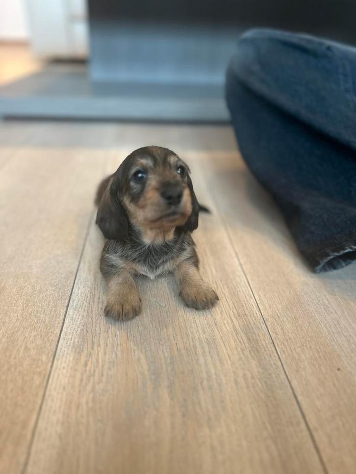 Allerliefst teckel pup te koop, Dieren en Toebehoren, Honden | Teckels en Dashonden, Teef, Ruwhaar, Dwerg, Particulier, Eén hond