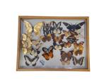 vlinders in lijstje 20x25 40st en bakken met vlinders, Huis en Inrichting, Woonaccessoires | Wanddecoraties, Nieuw, Ophalen