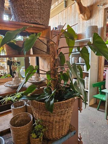 Philodendron "WOONWINKEL RUSTIEK " beschikbaar voor biedingen
