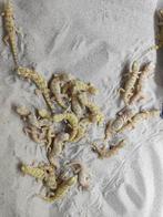 Stenodactylus Sthenodactylus, 0 tot 2 jaar