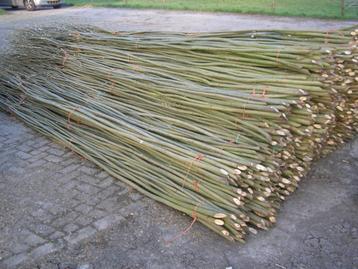 Verse wilgentenen, wilgentenenschutting, wilgentakken, wilg. beschikbaar voor biedingen