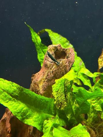 Green jade beschikbaar voor biedingen